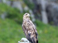 Seeadler nahe Hovden - Vesterålen